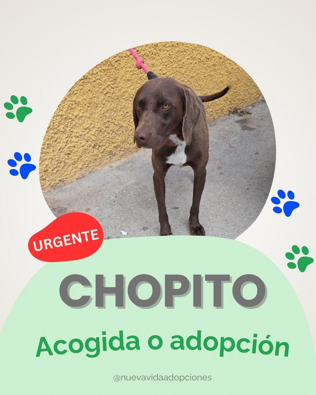 Chopito (1/3)