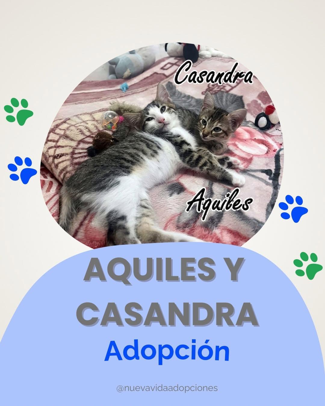 AQUILES, CASANDRA (1/4)