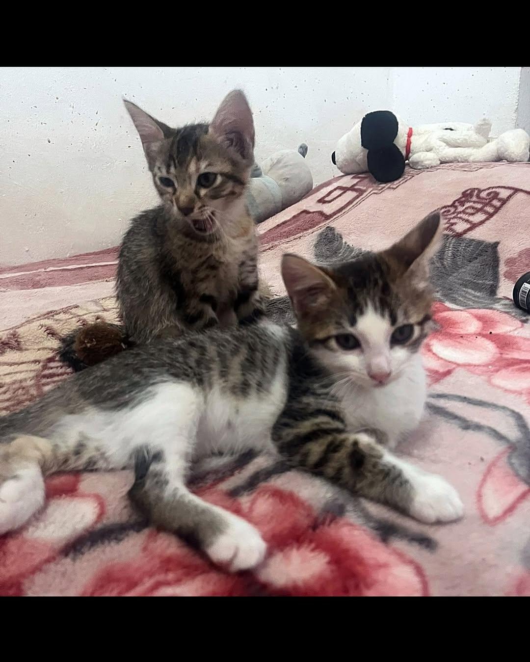 AQUILES, CASANDRA (2/4)