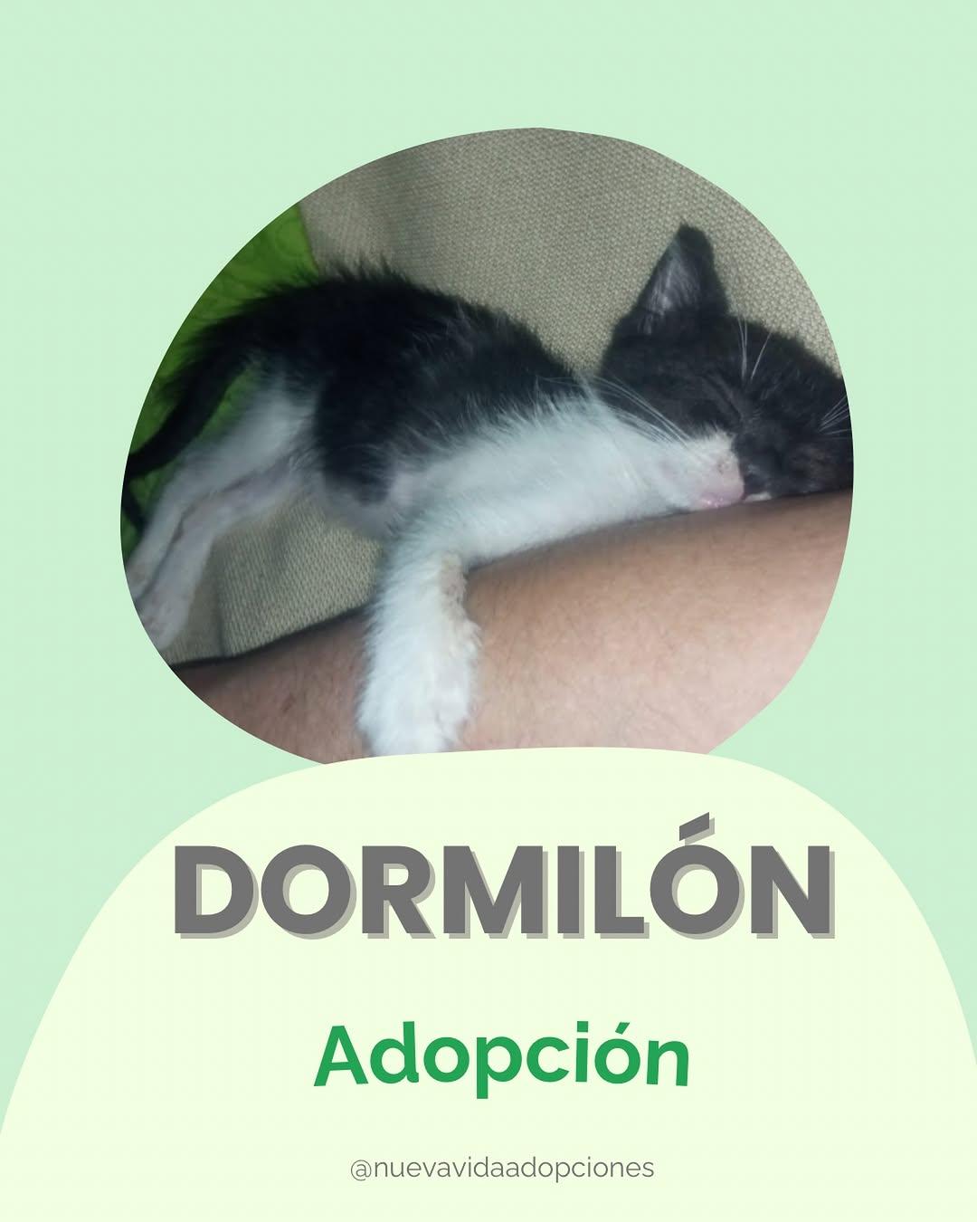 Dormilón