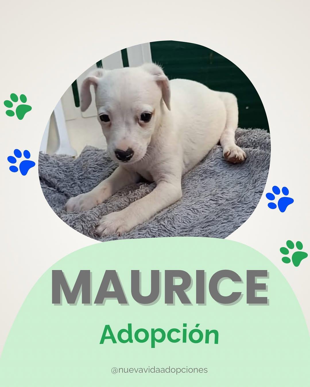 Maurice
