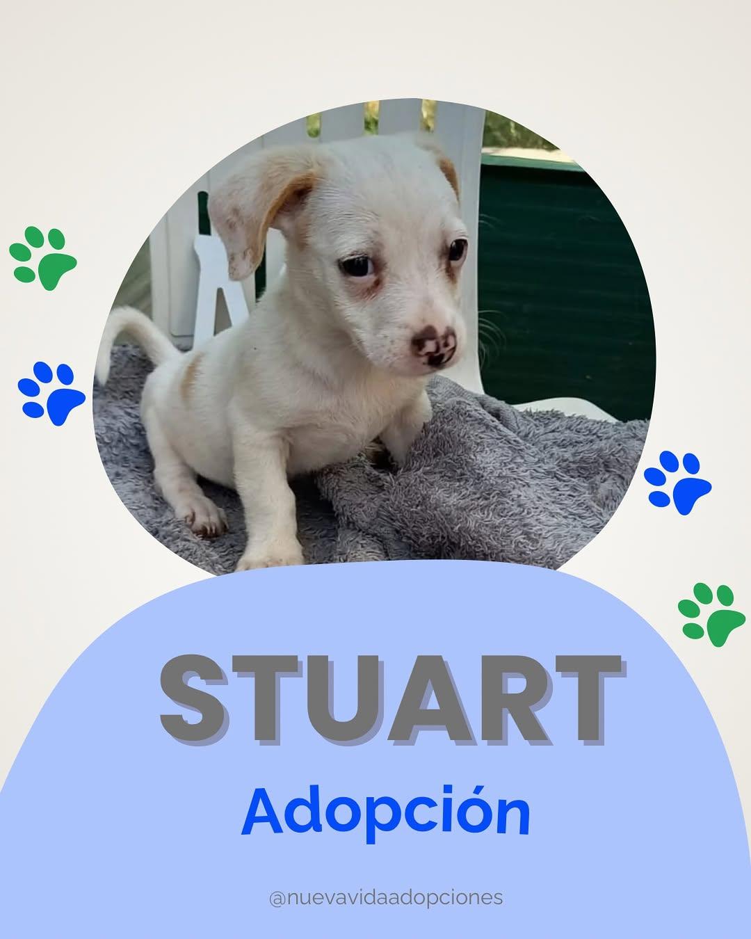 Stuart
