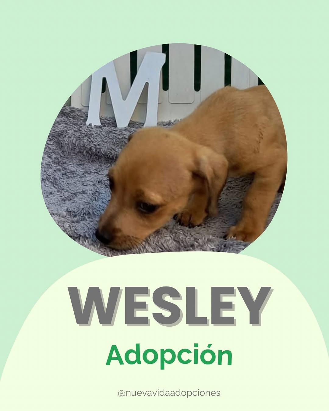 WESLEY