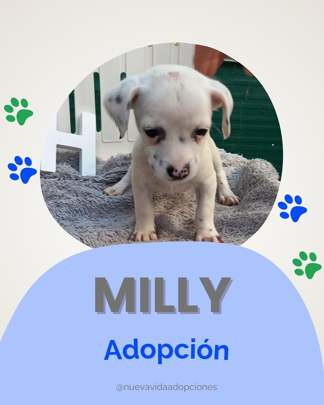 Milly