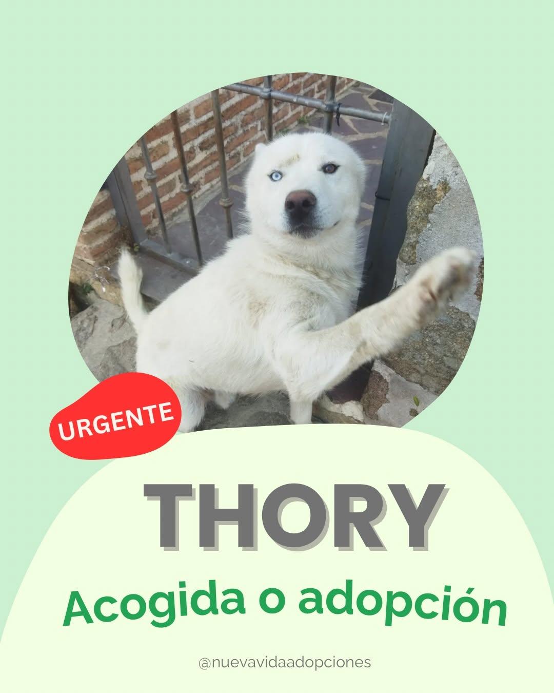 THORY (1/4)