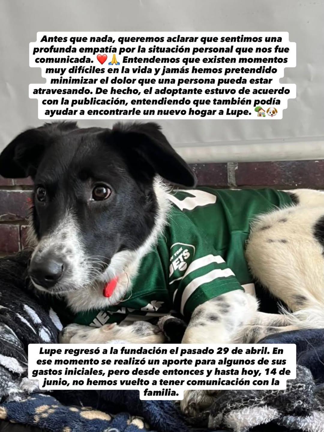 Lupe (2/5)