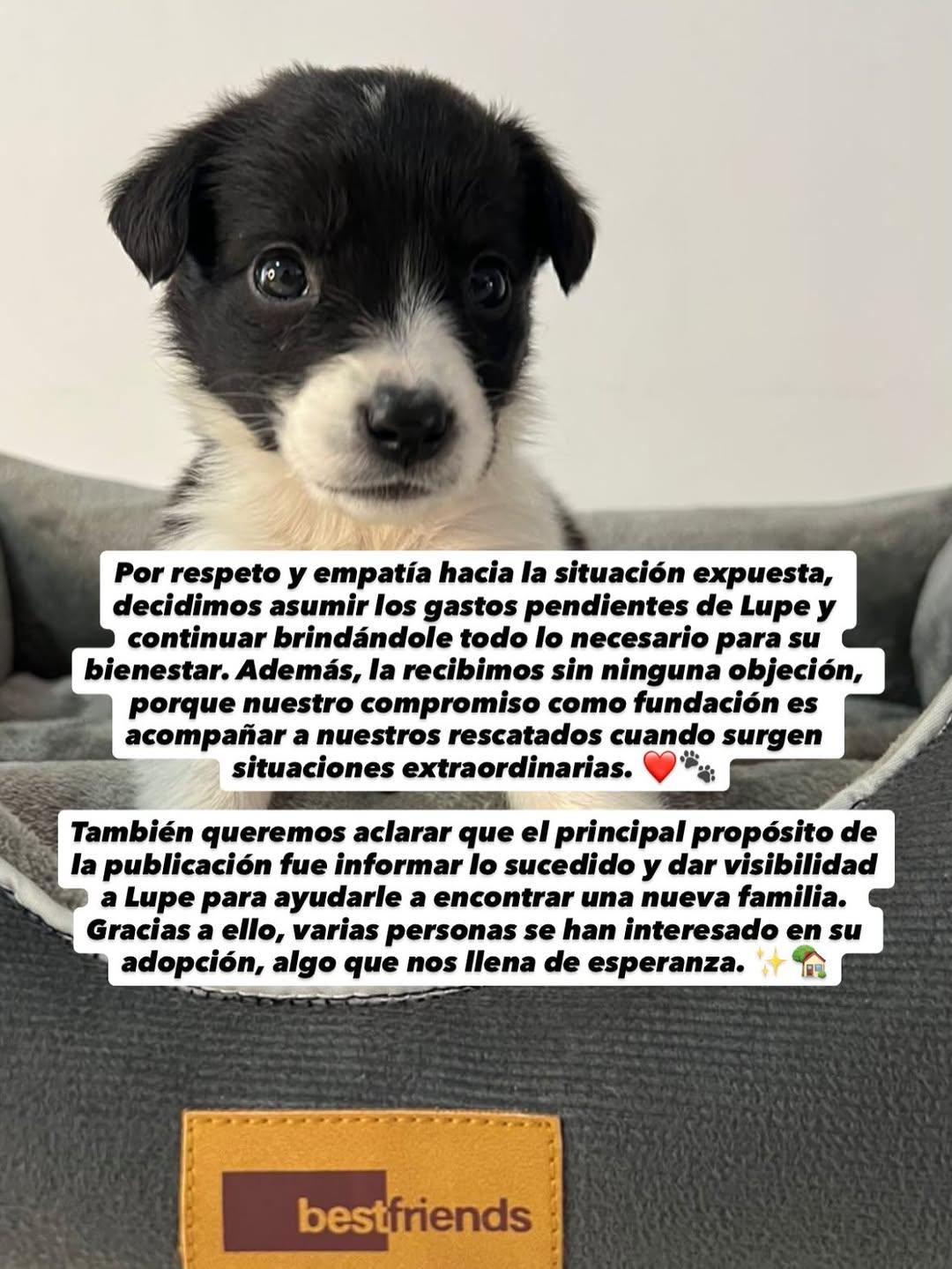 Lupe (3/5)