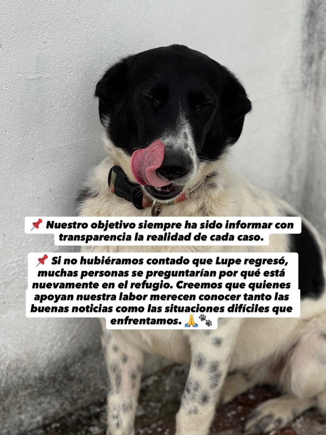 Lupe (4/5)
