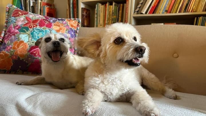 2 animalitos (3/5)