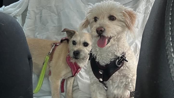2 animalitos (4/5)