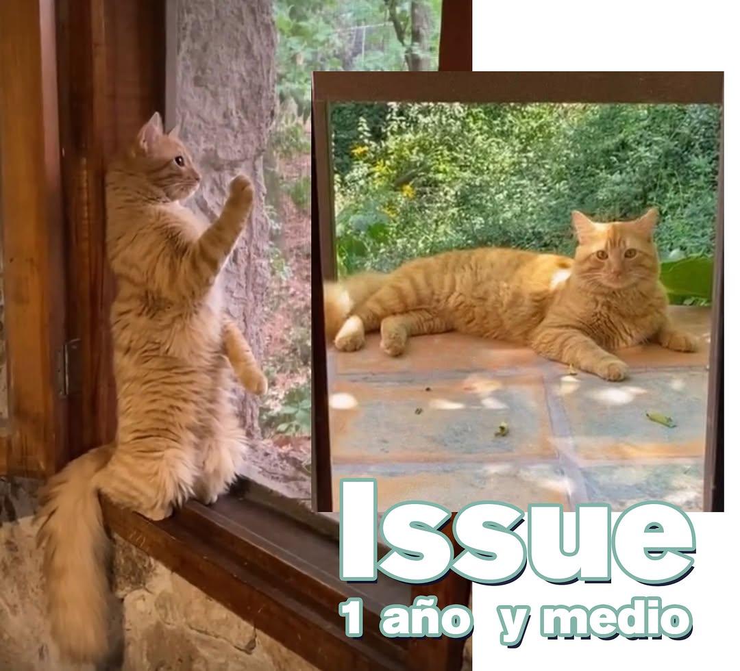 Issue