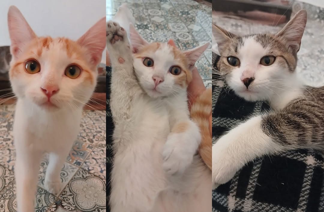 Romulo, Remo, Greta