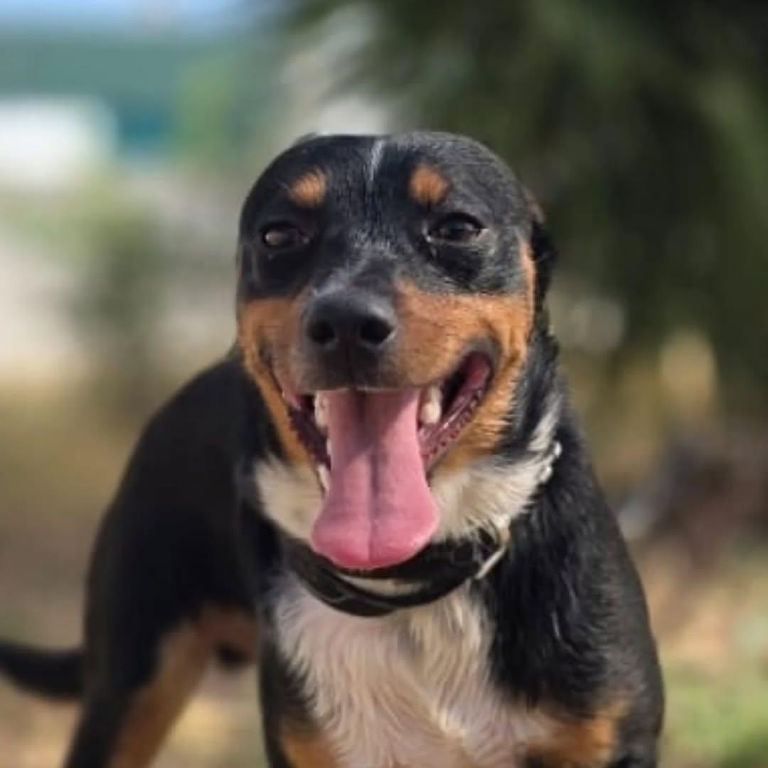 Buddy (1/6)