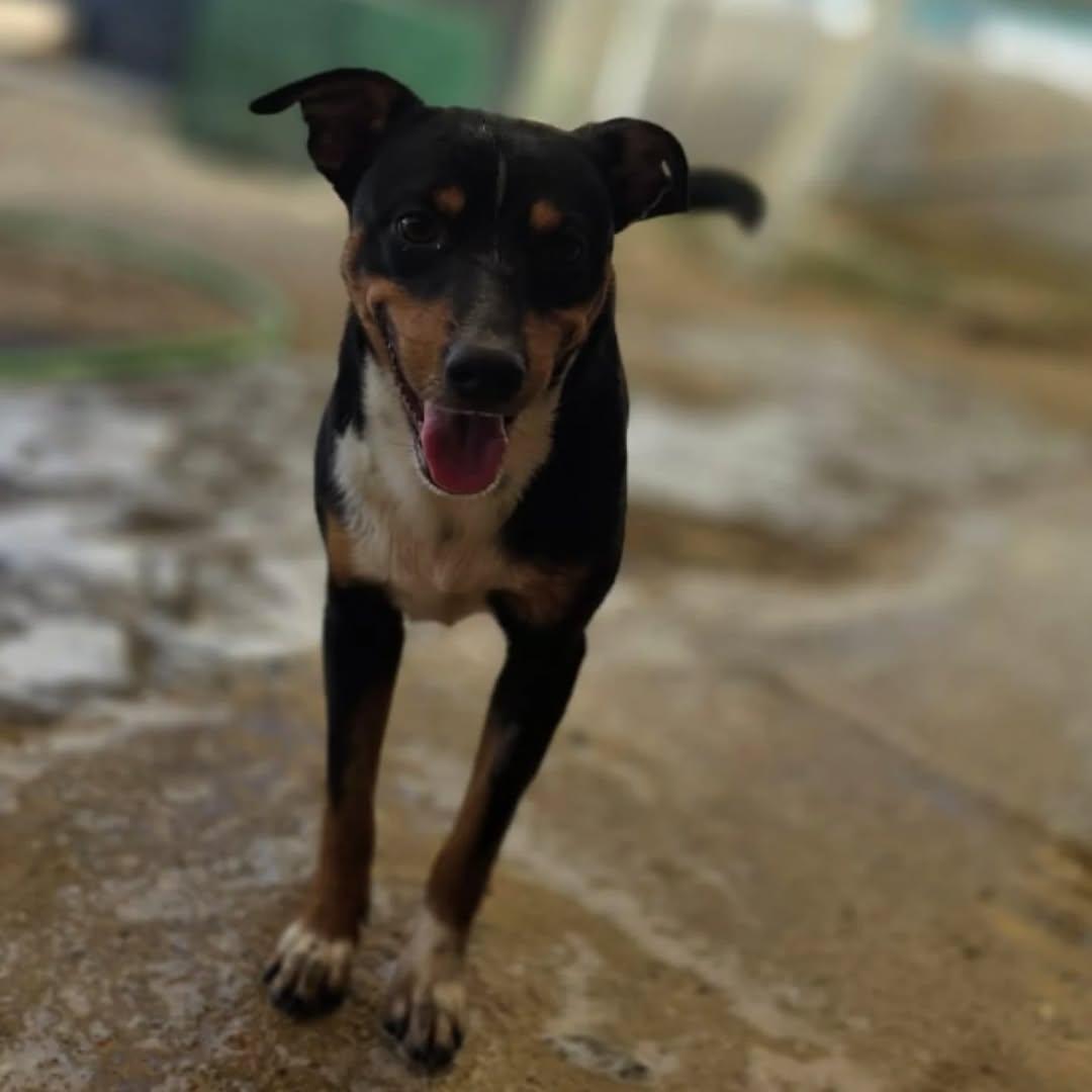 Buddy (2/6)