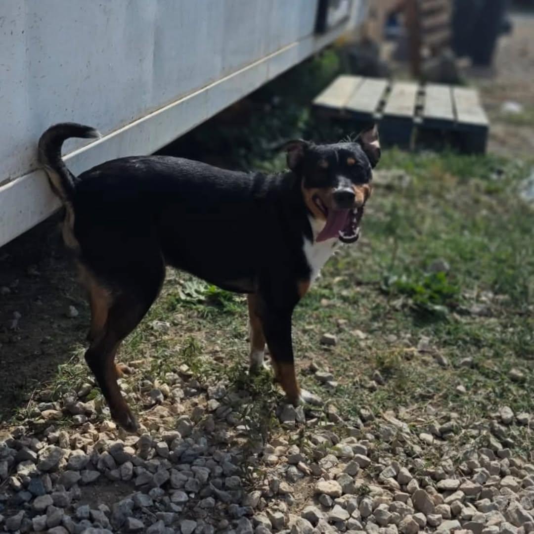 Buddy (4/6)