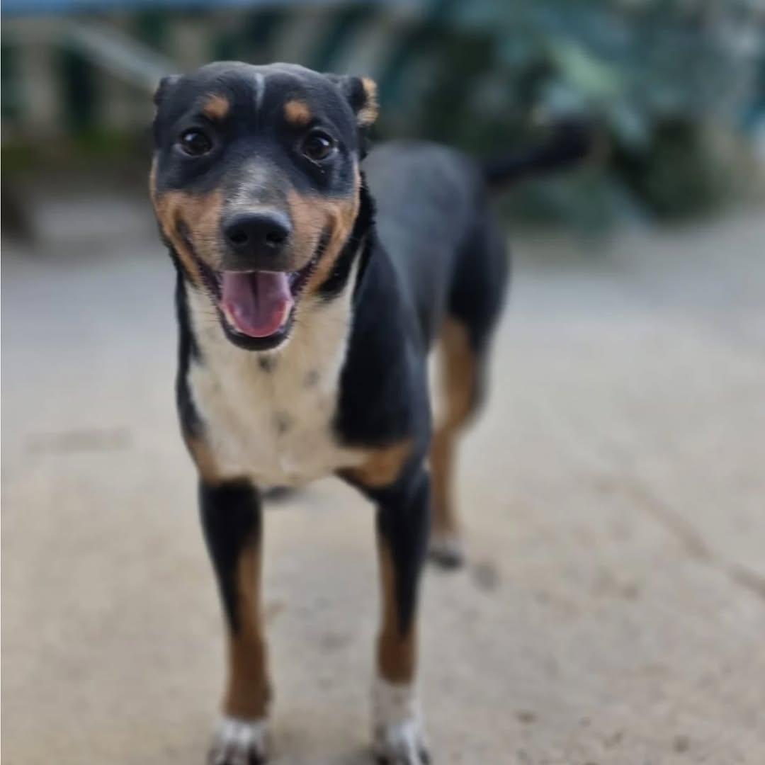 Buddy (5/6)