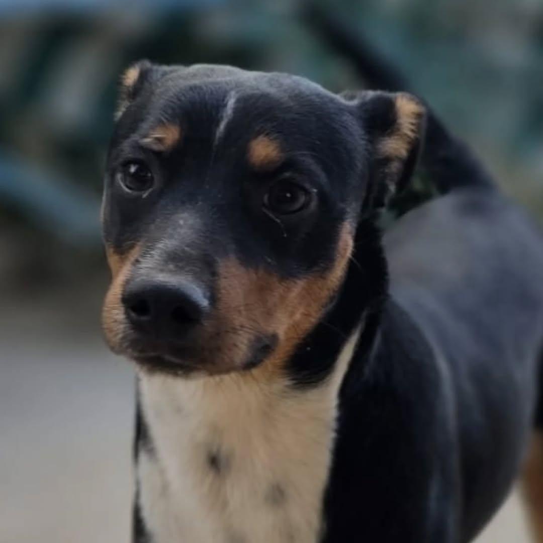 Buddy (6/6)