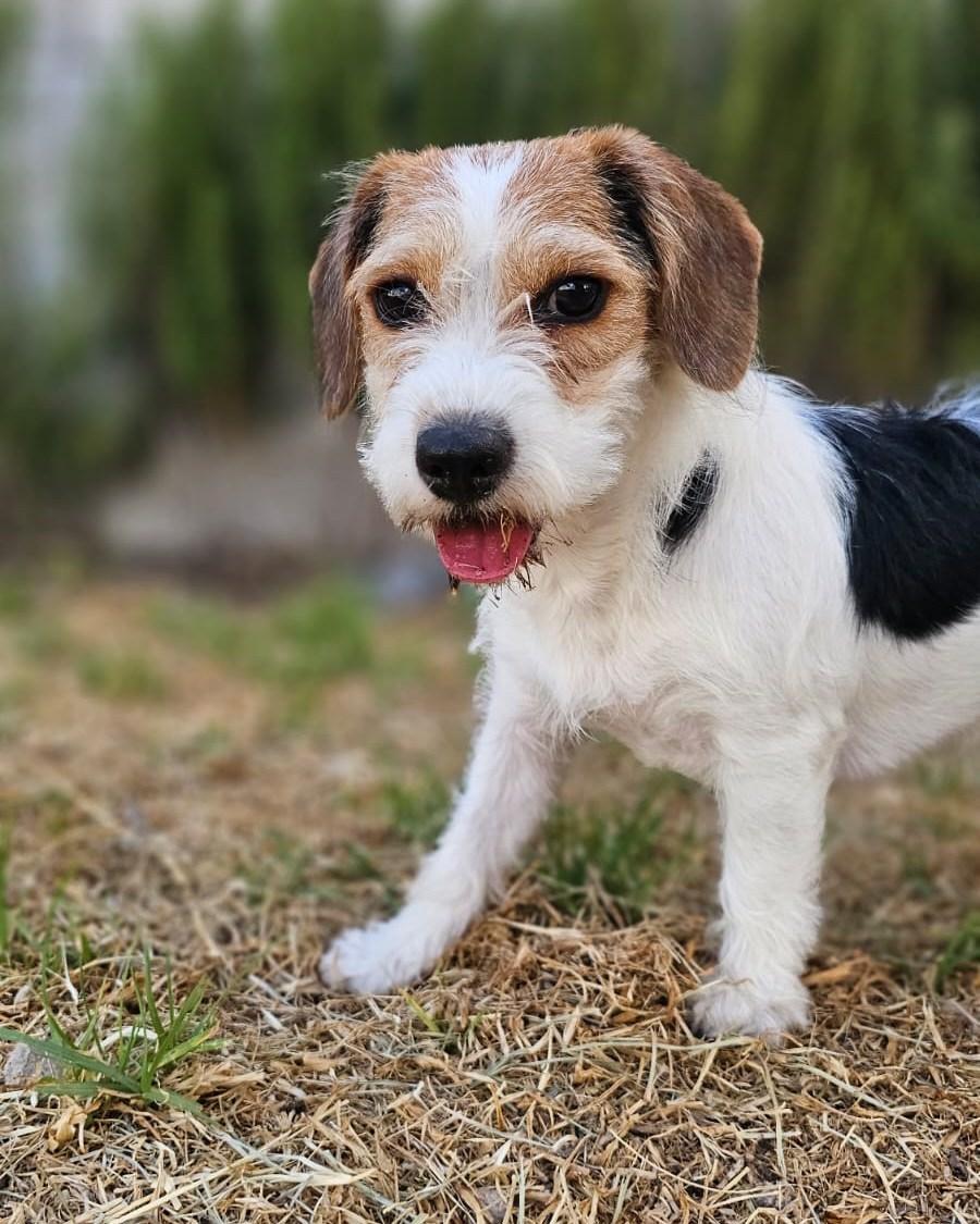 MIKA