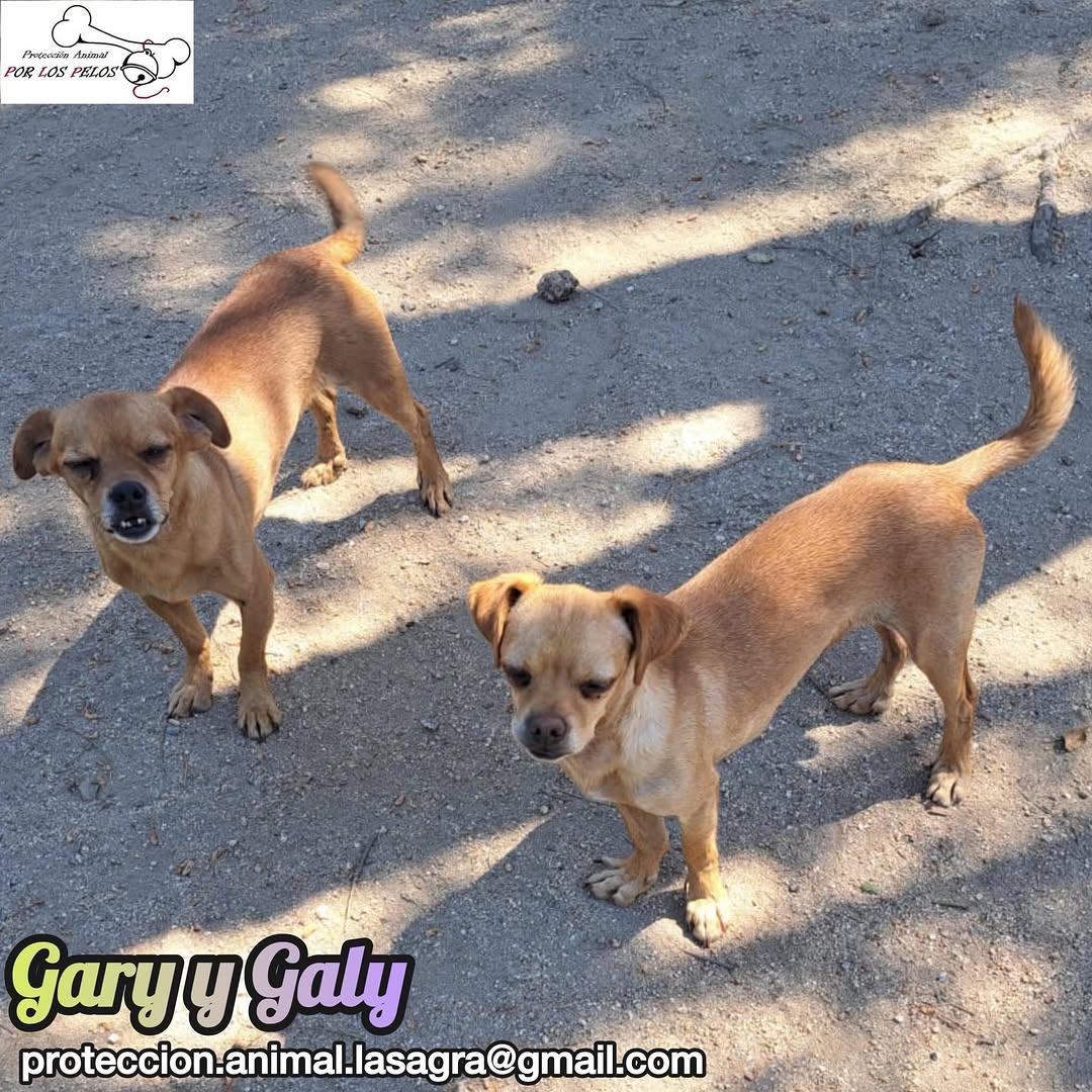 Gary, Galy (2/12)