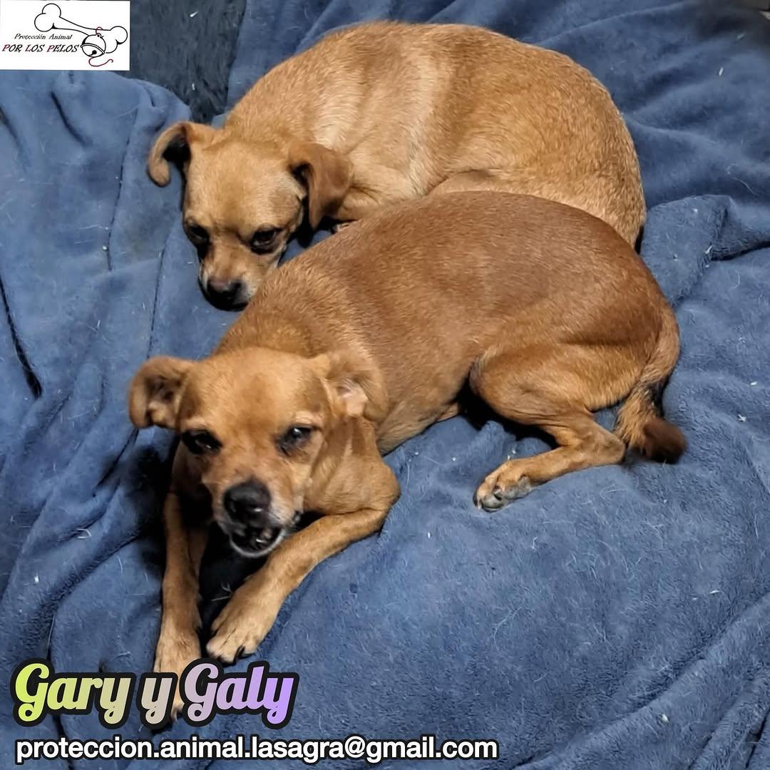 Gary, Galy (3/12)