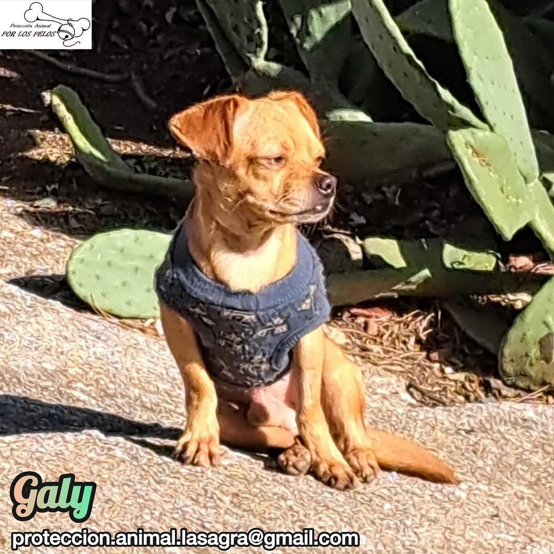 Gary, Galy (4/12)