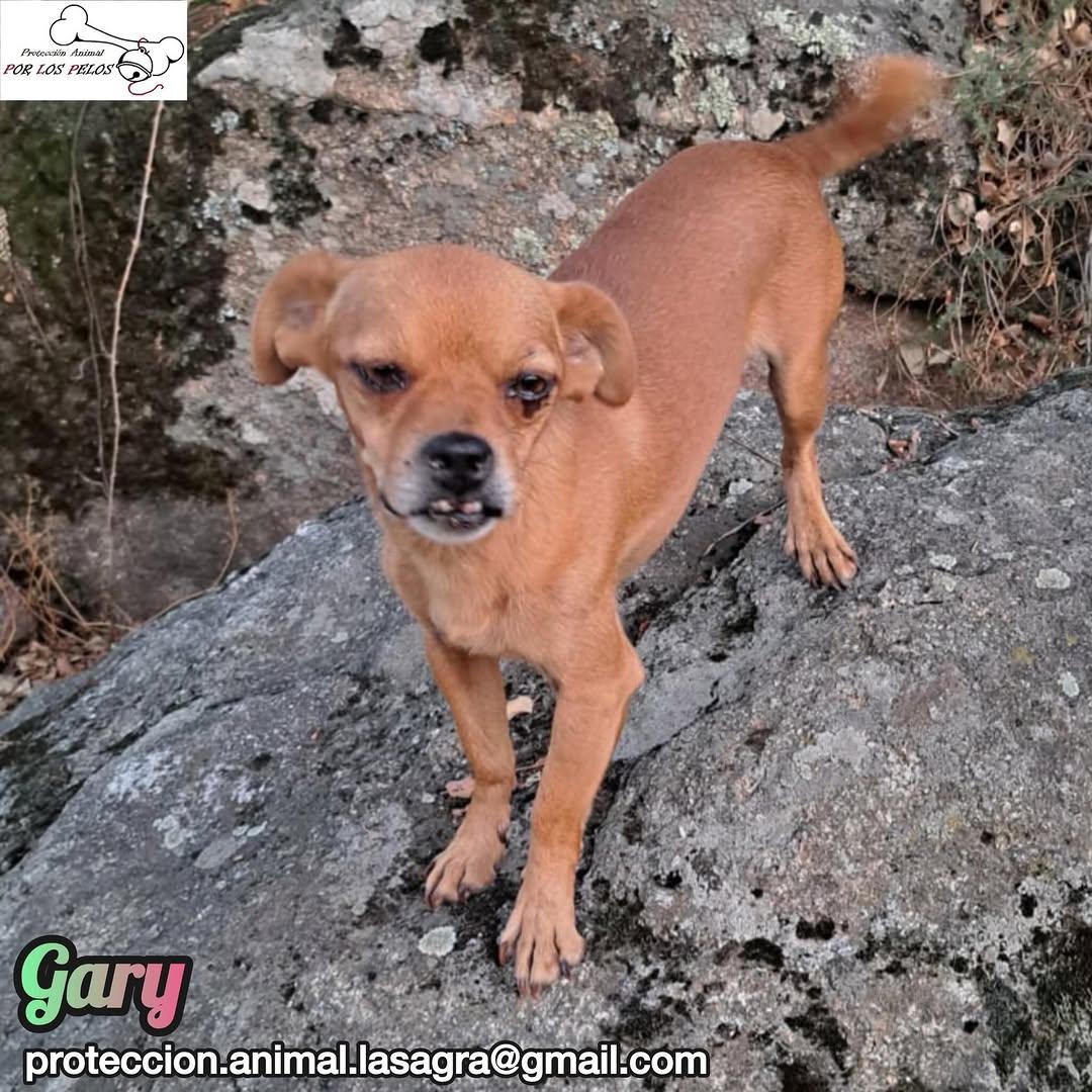 Gary, Galy (7/12)
