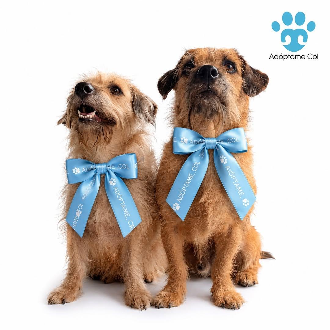 2 animalitos