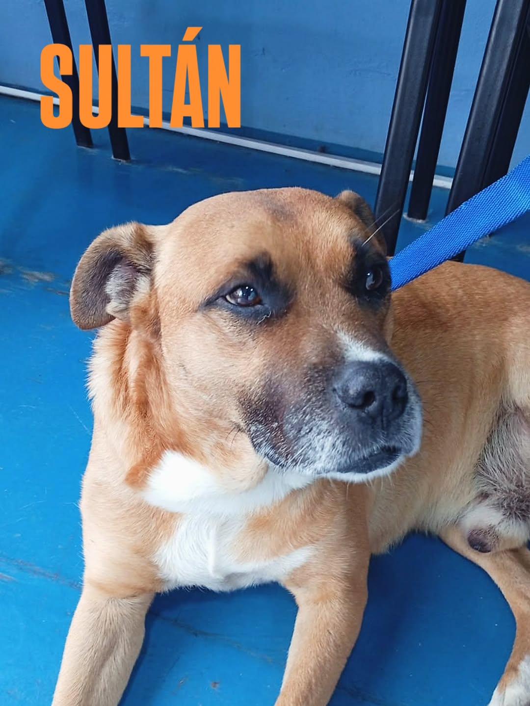 SULTÁN (1/6)