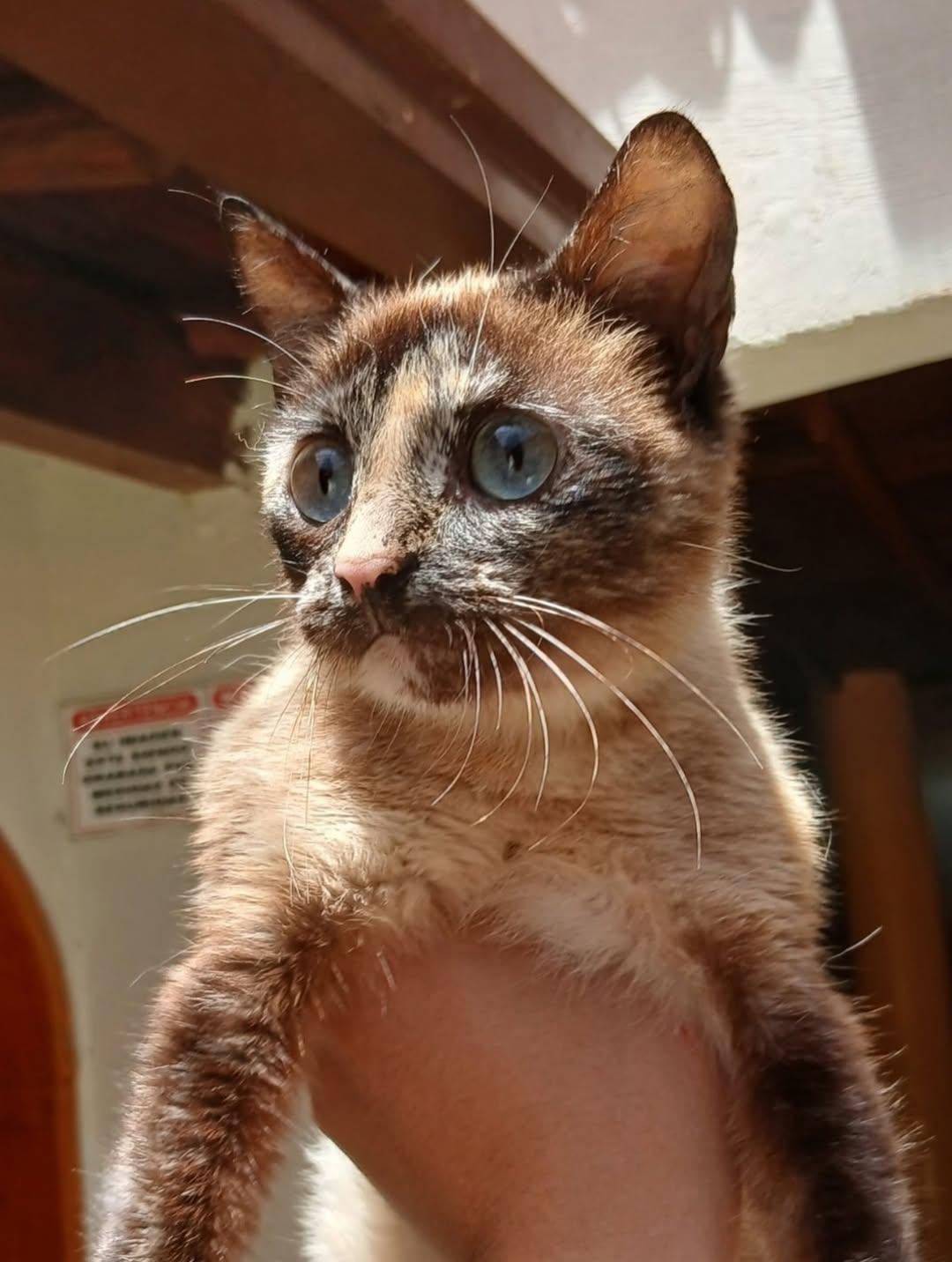 Mocca, Macarrón, Thunder (2/15)