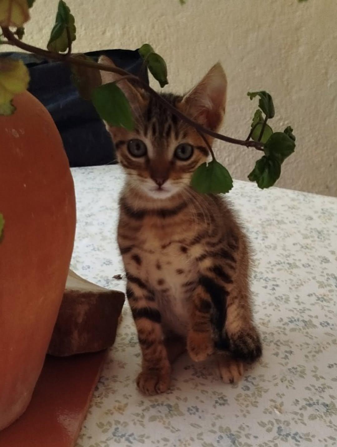 Mocca, Macarrón, Thunder (11/15)