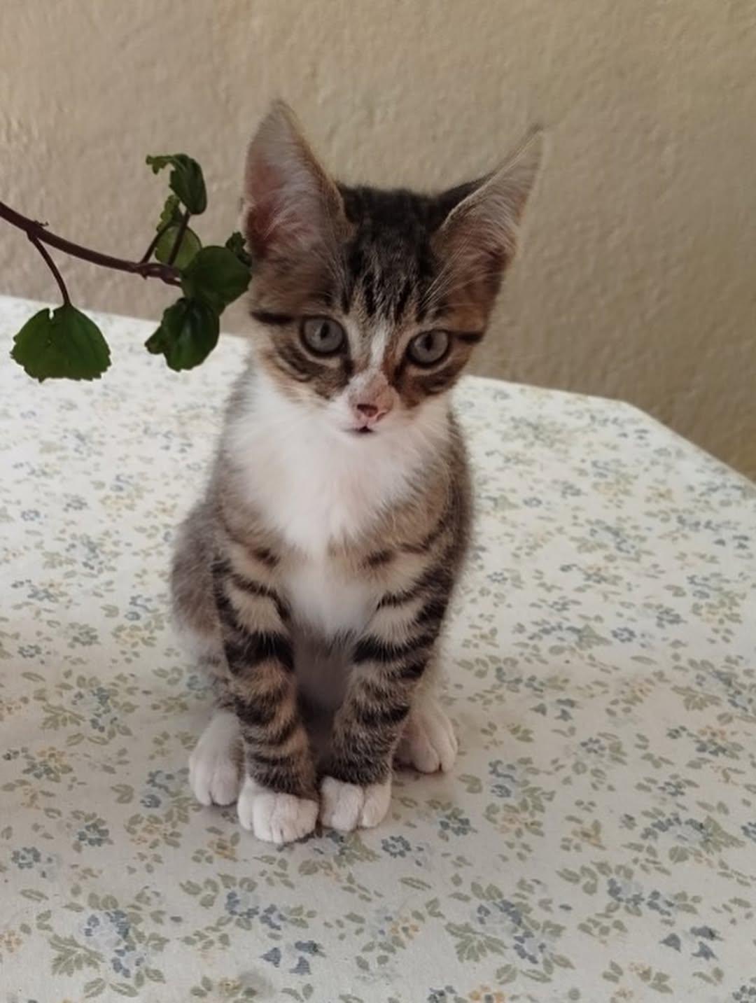 Mocca, Macarrón, Thunder (12/15)