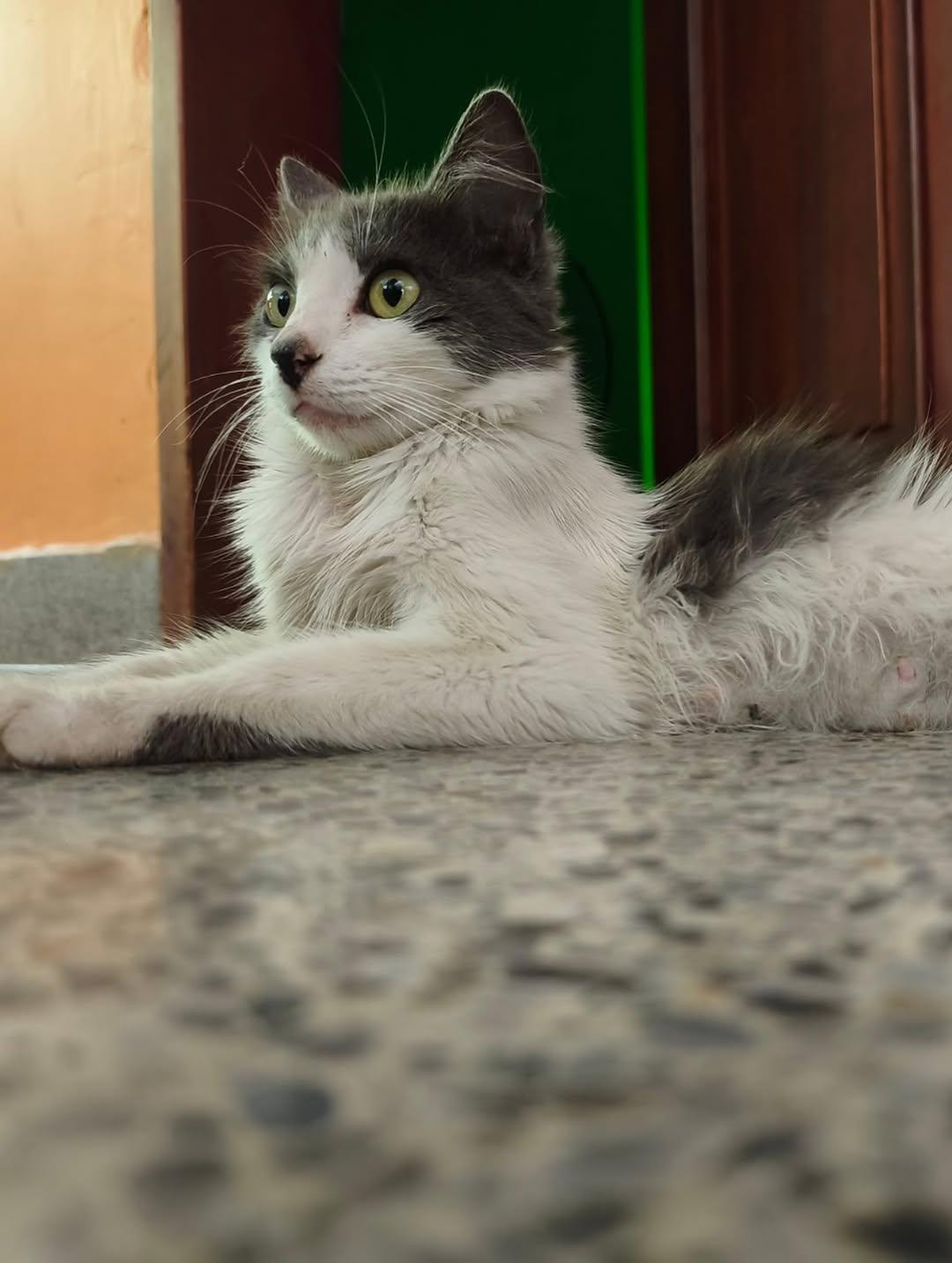 Mocca, Macarrón, Thunder (13/15)