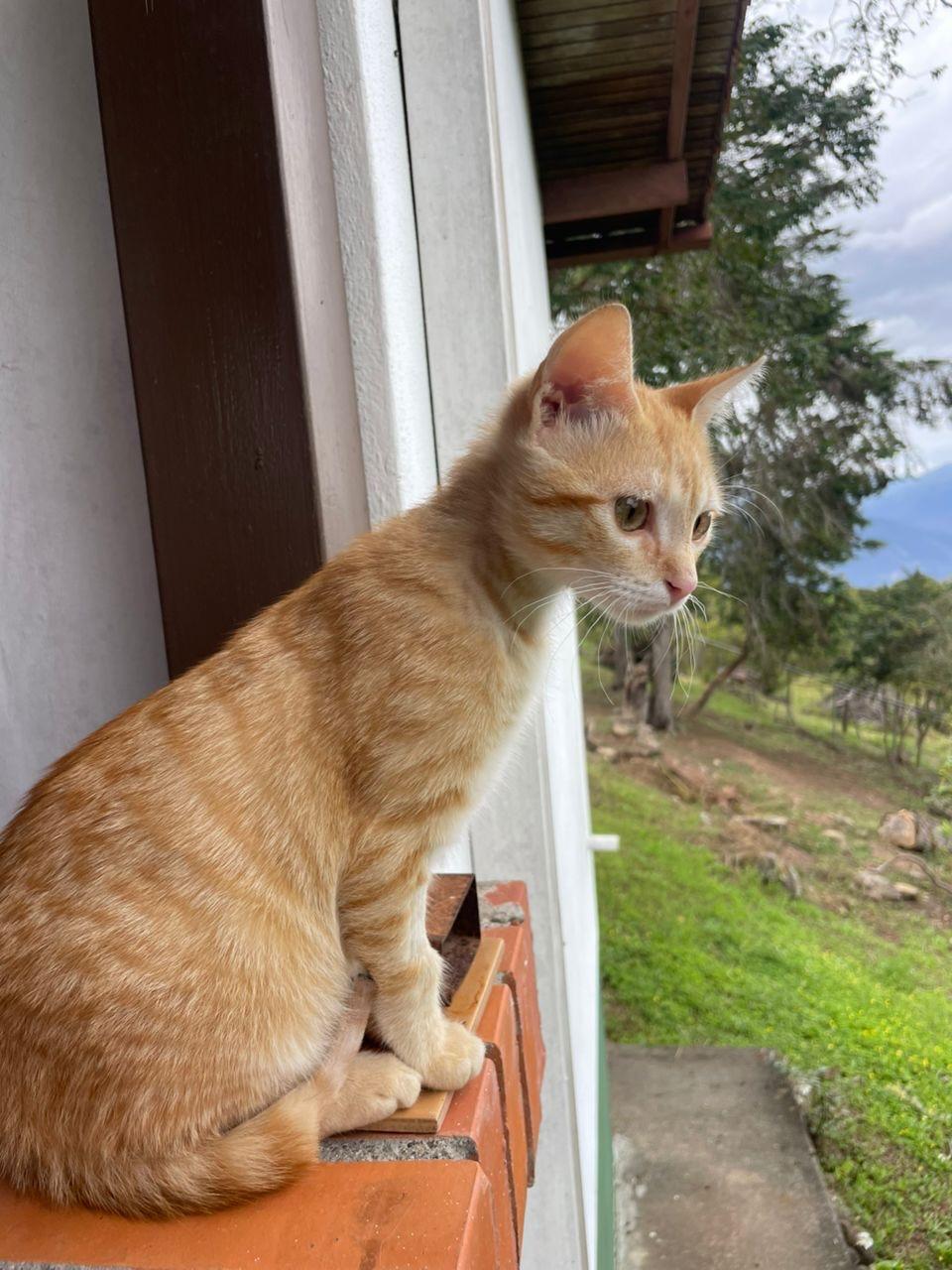 Mocca, Macarrón, Thunder (14/15)