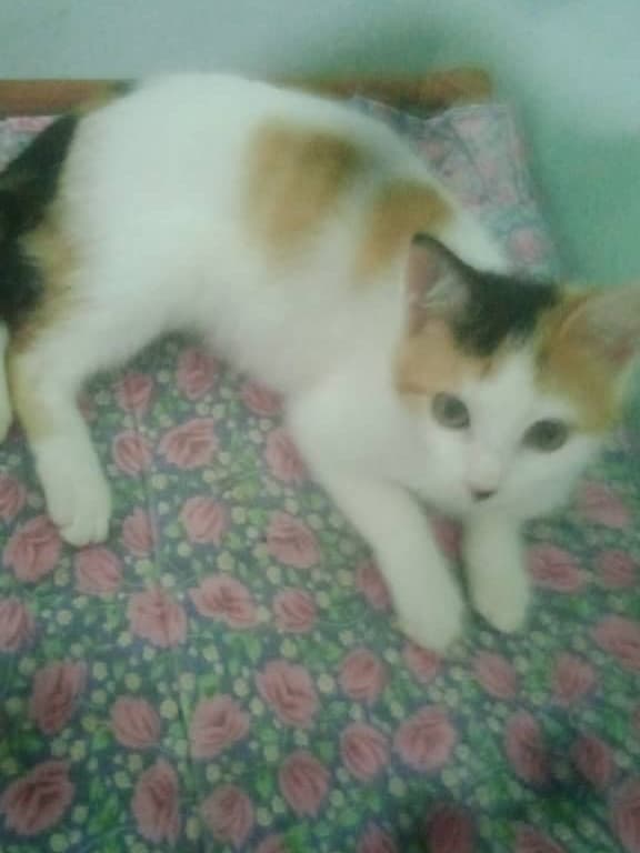 Mocca, Macarrón, Thunder (15/15)