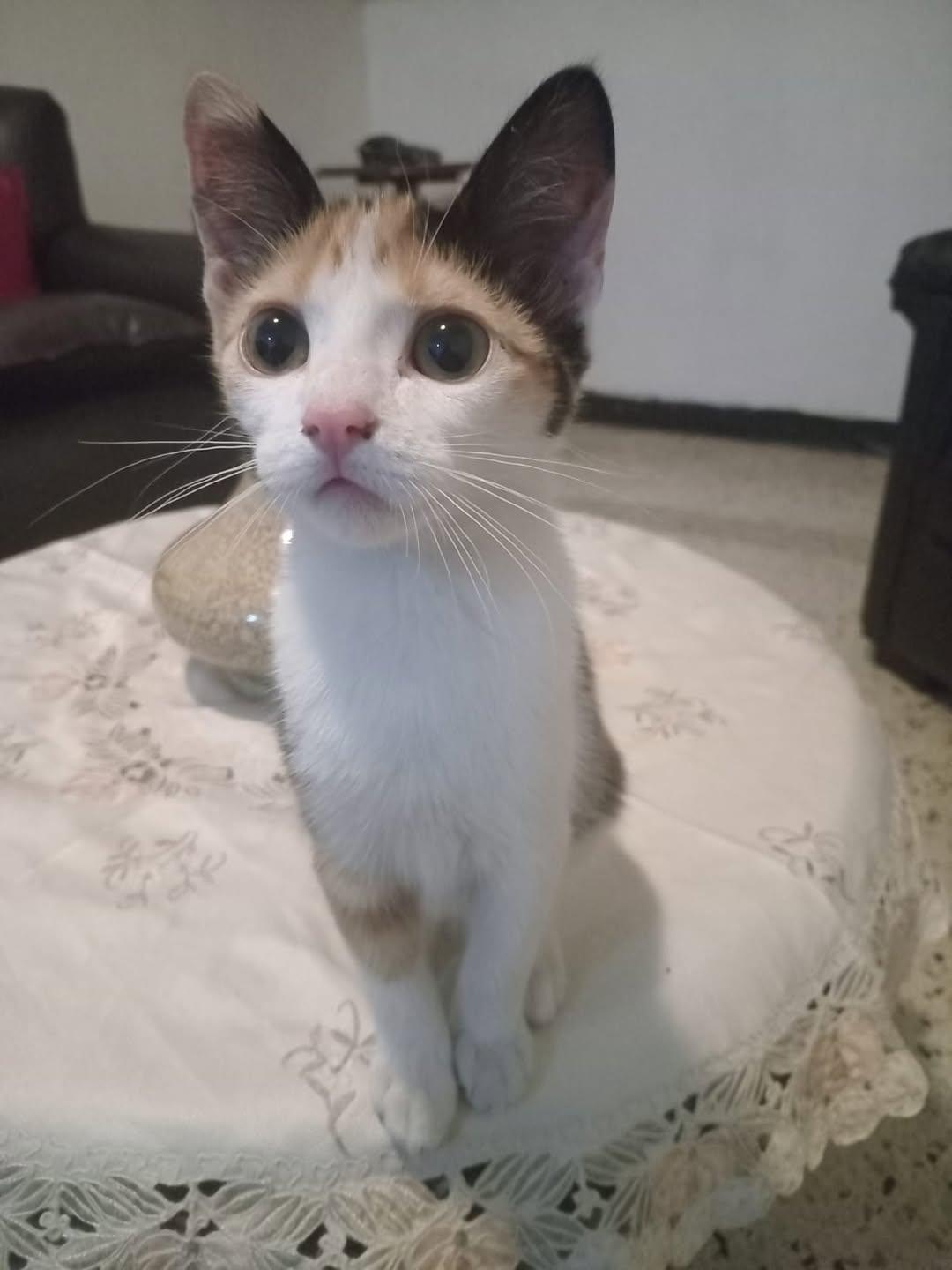 Mocca, Macarrón, Thunder (4/15)