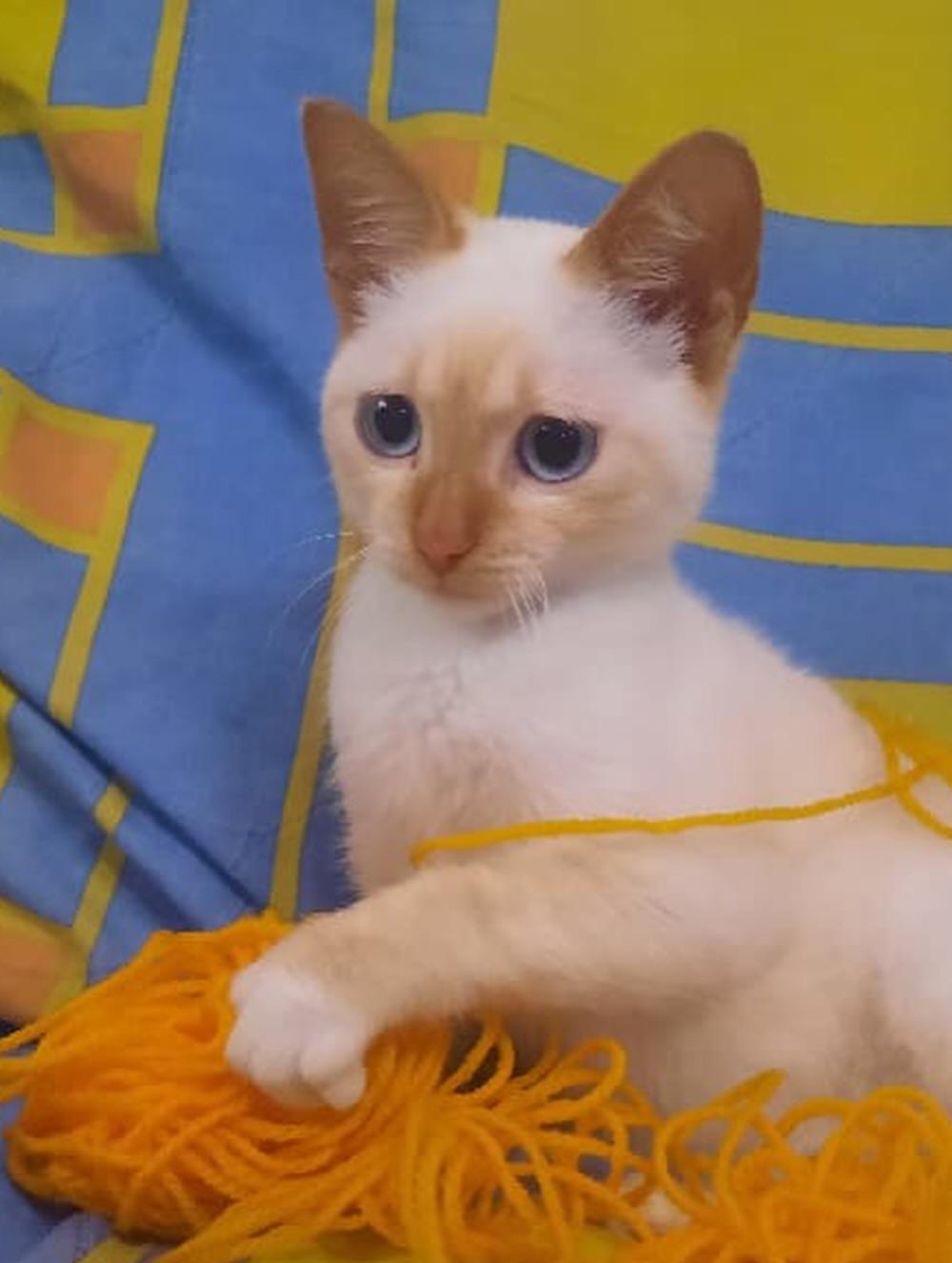 Mocca, Macarrón, Thunder (9/15)