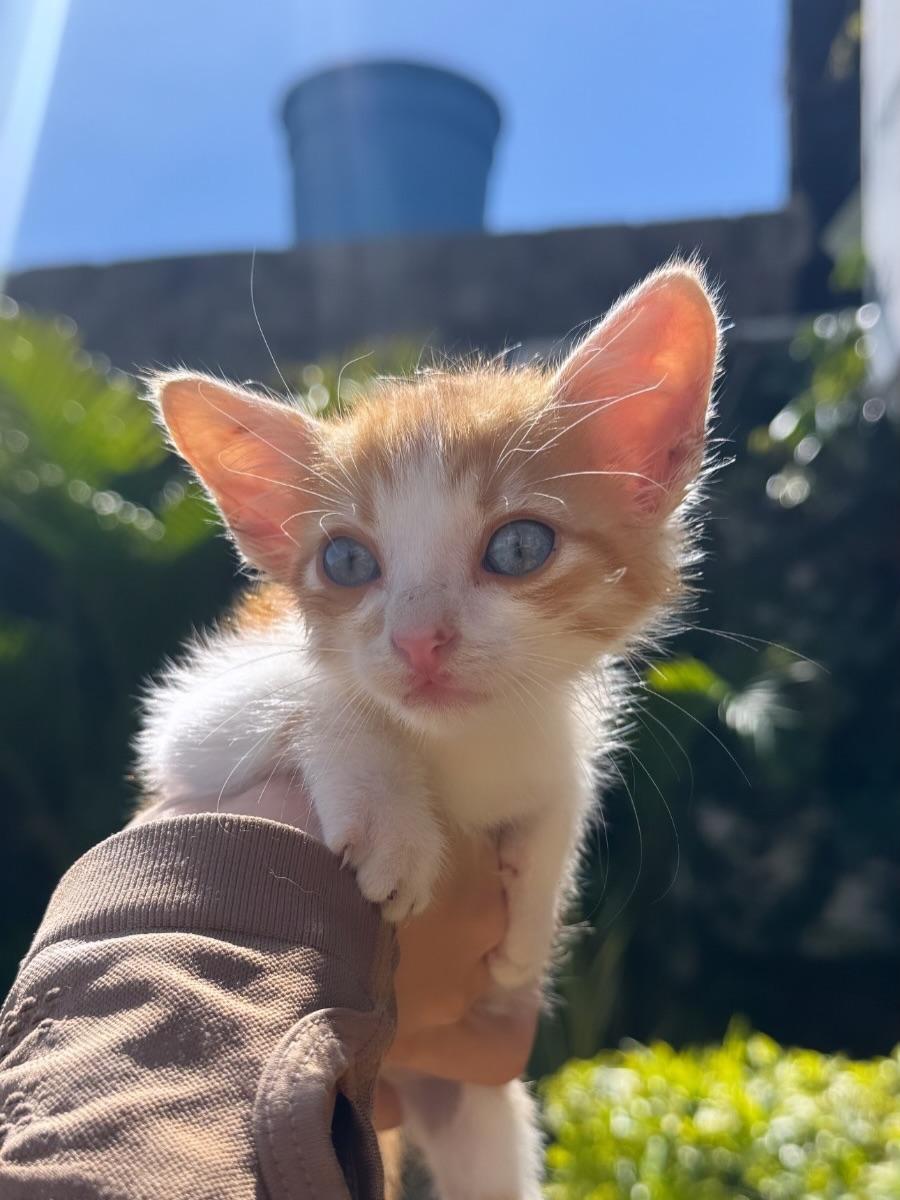Mocca, Macarrón, Thunder (10/15)