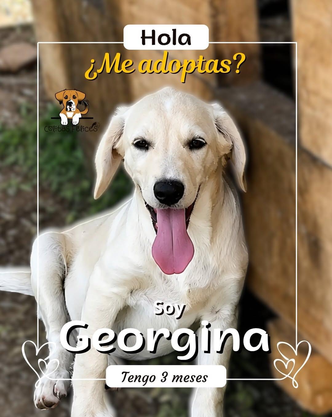 Georgina (1/5)