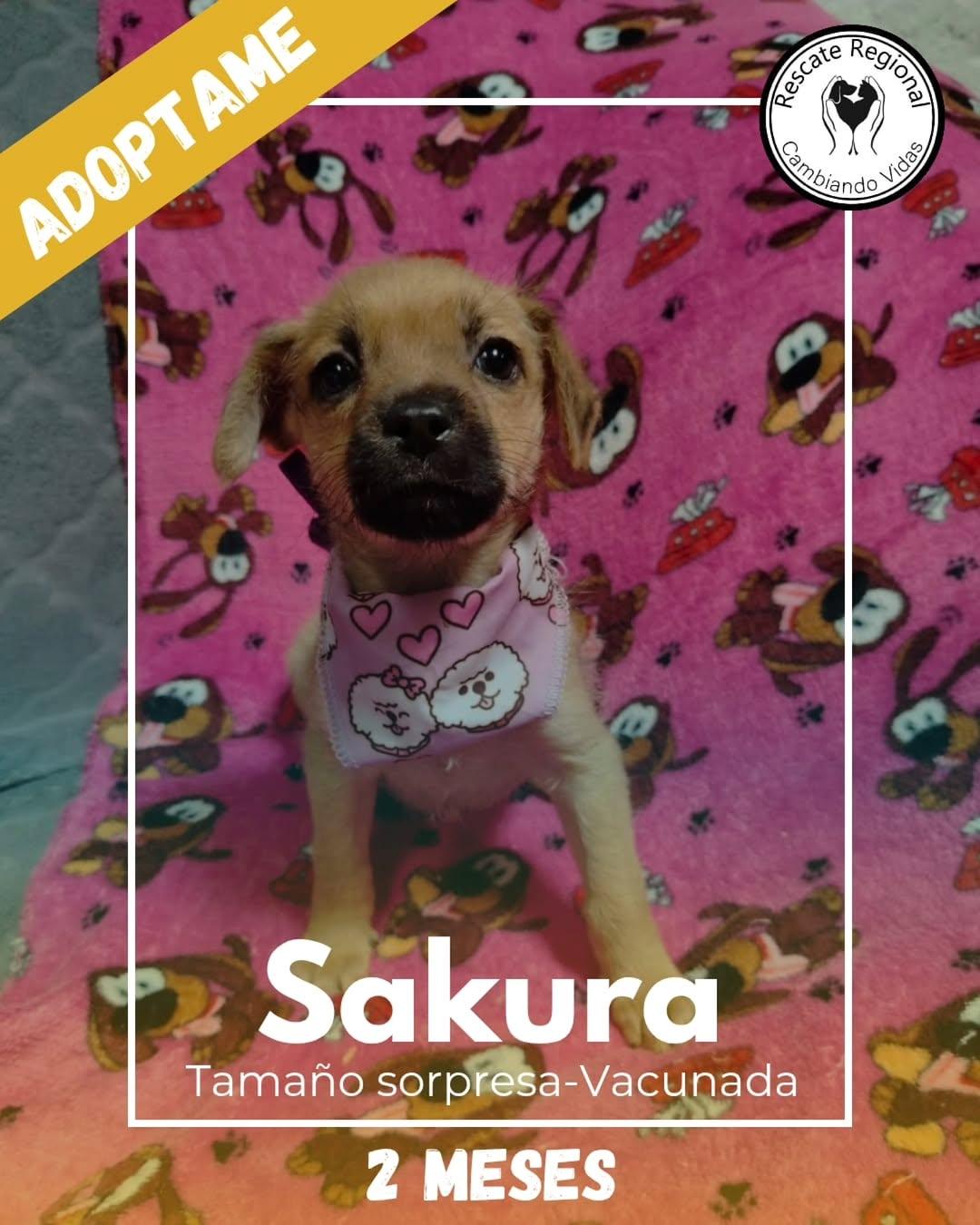 Sakura (1/5)