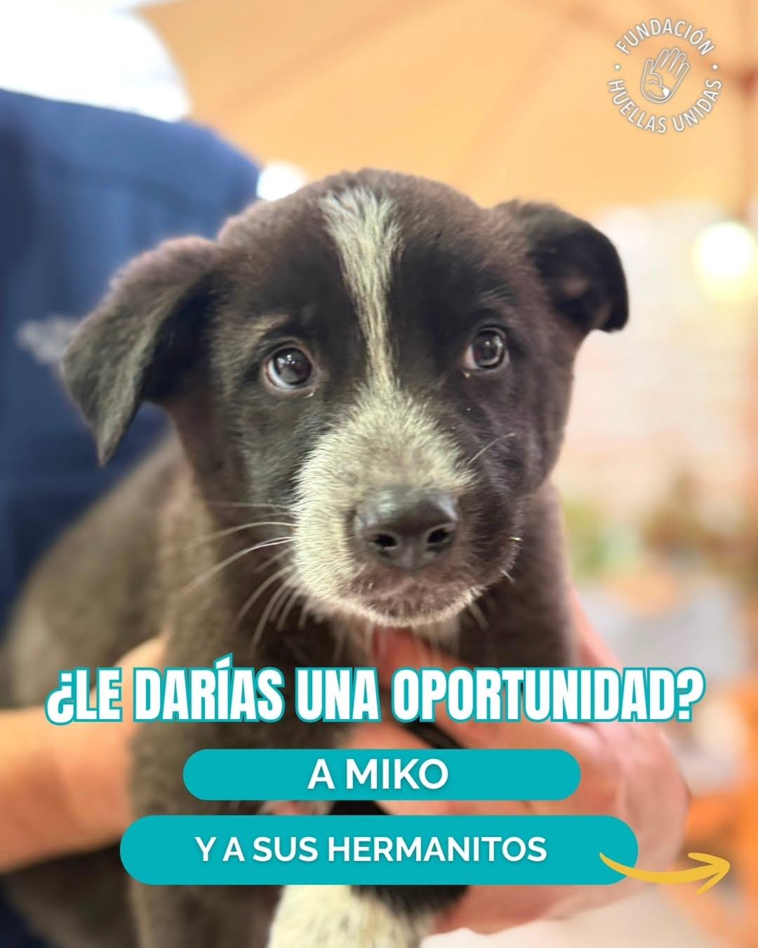 Miko (1/5)