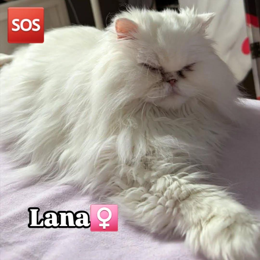 TOLO, LANA (1/2)