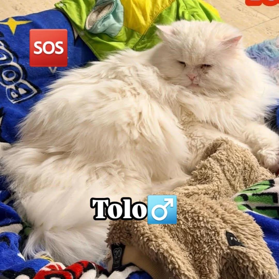 TOLO, LANA (2/2)