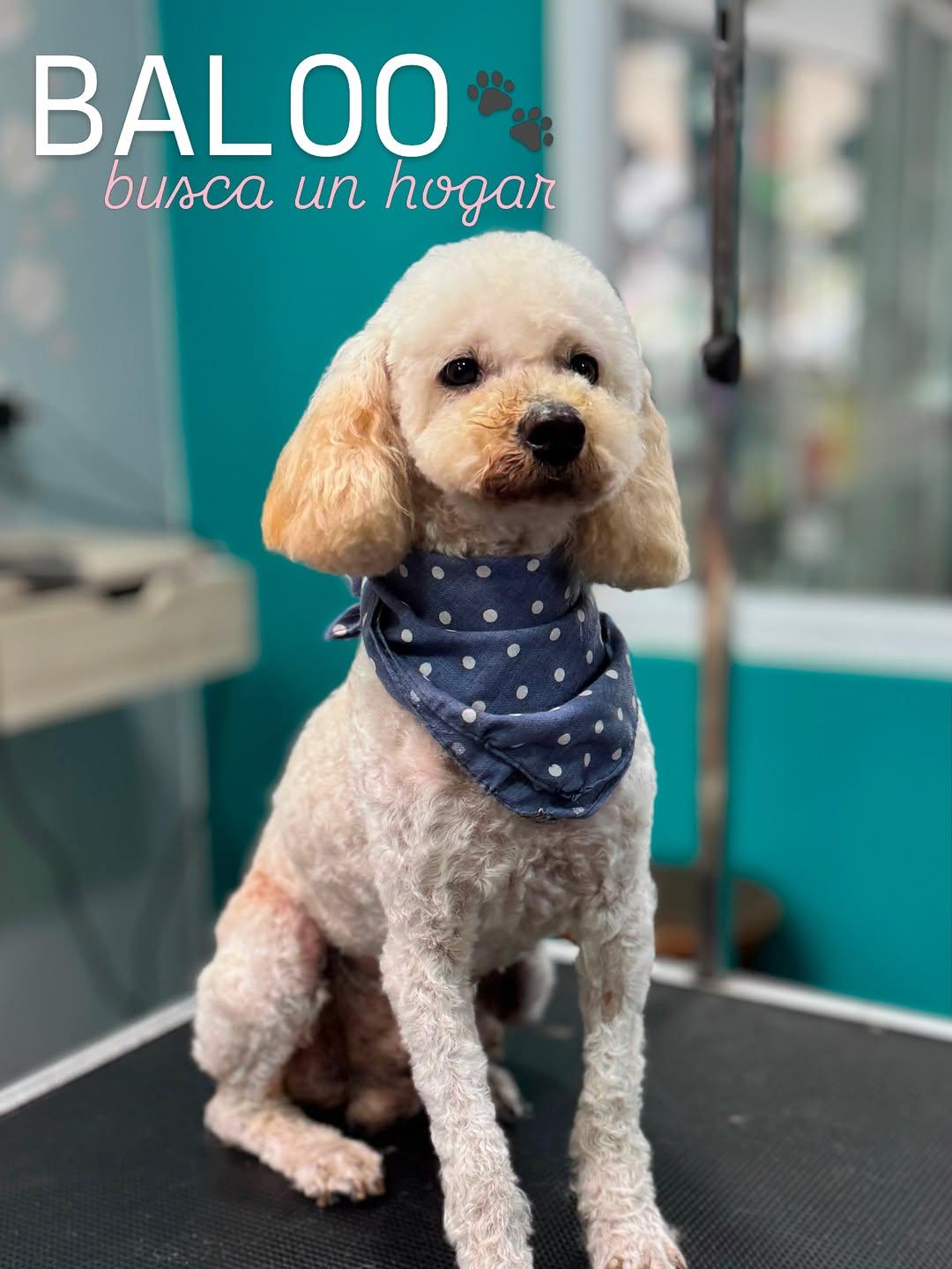 Baloo (1/6)