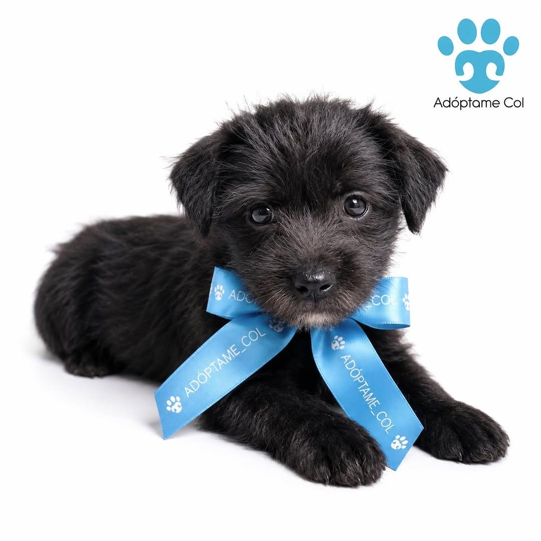 Oreo (1/4)