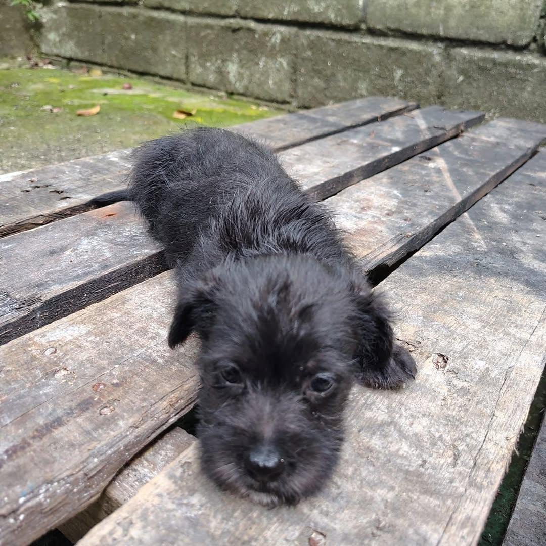 Oreo (2/4)