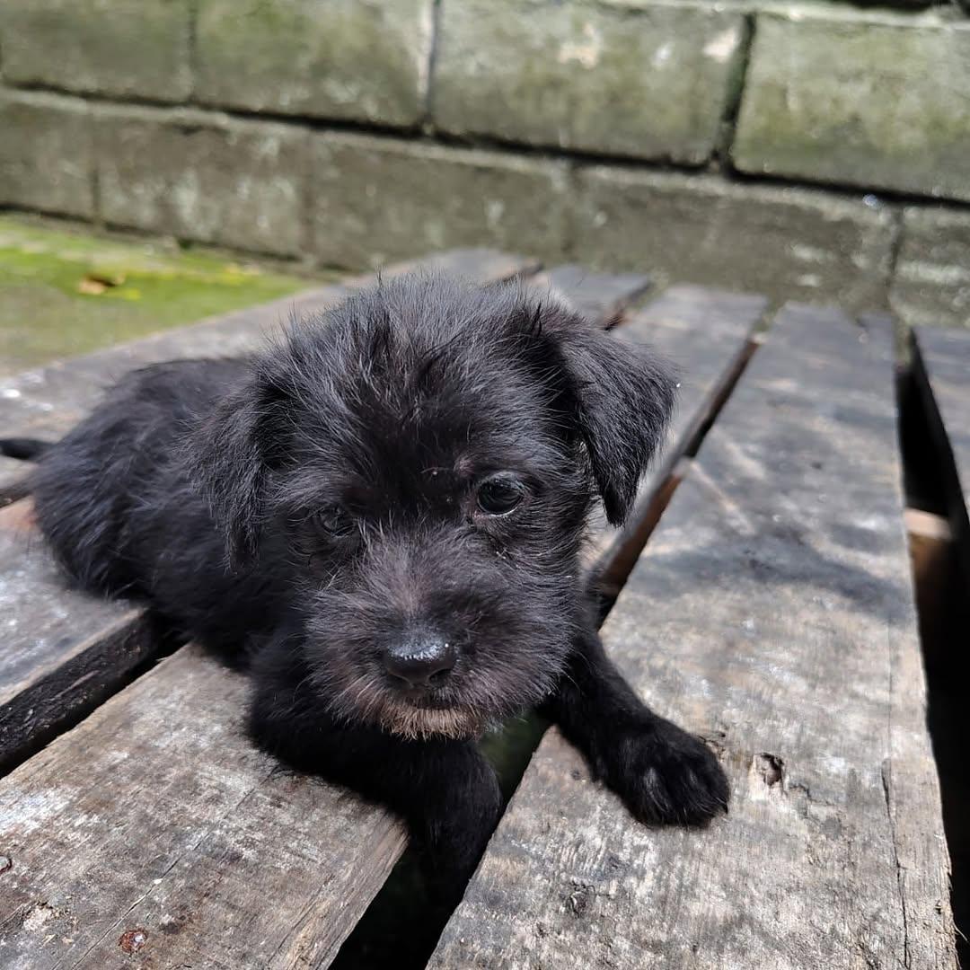 Oreo (3/4)