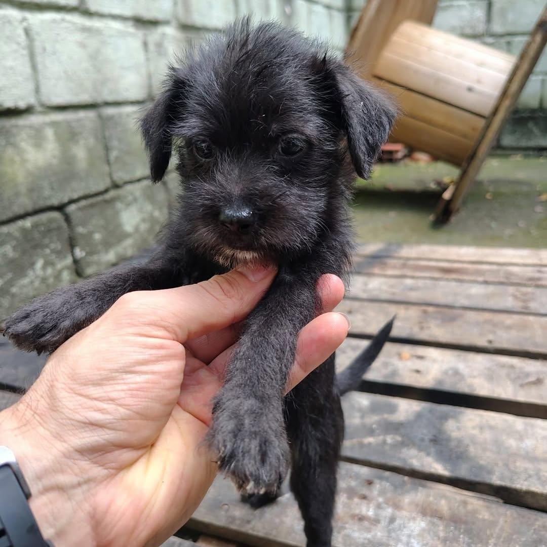 Oreo (4/4)