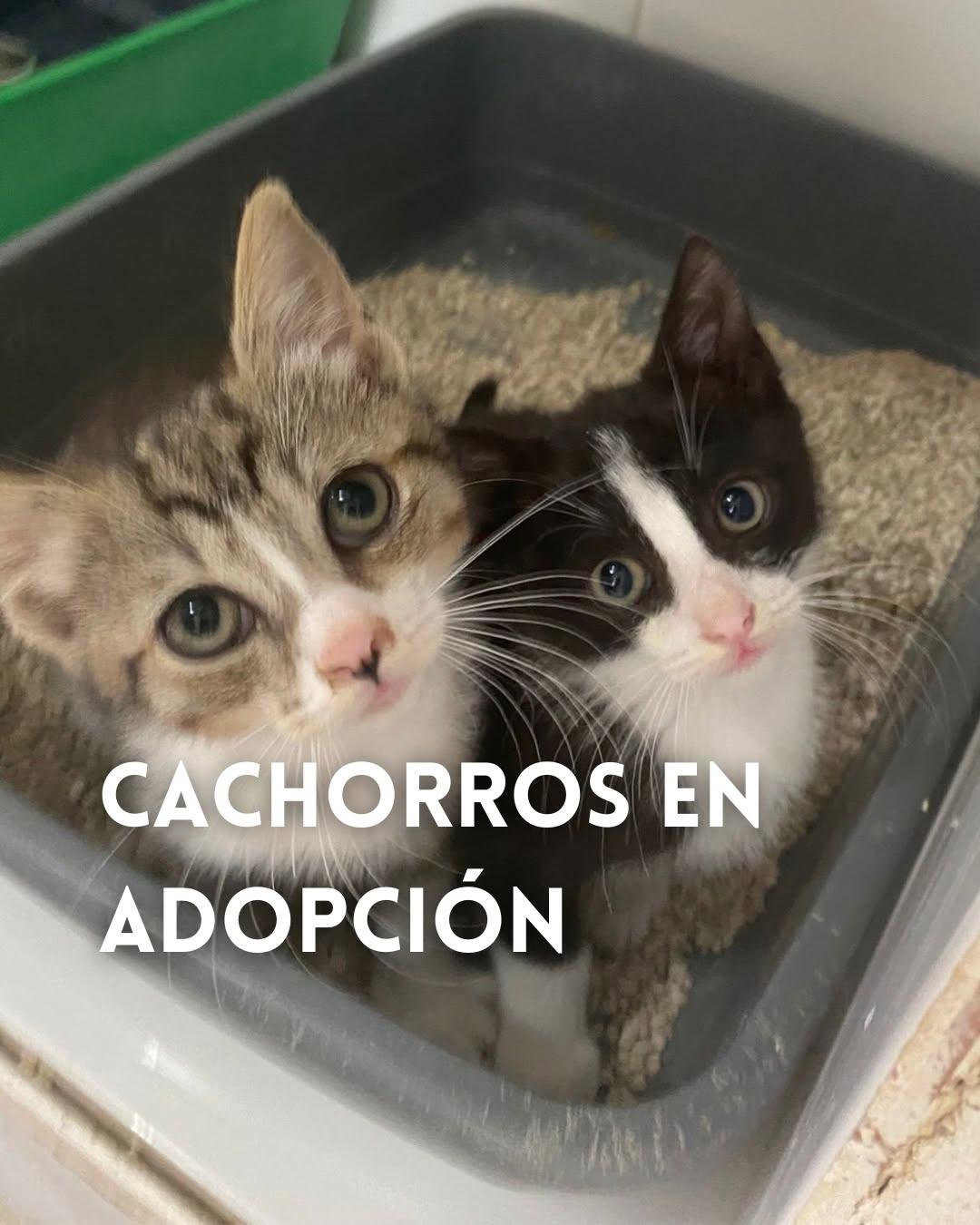 2 animalitos (1/6)