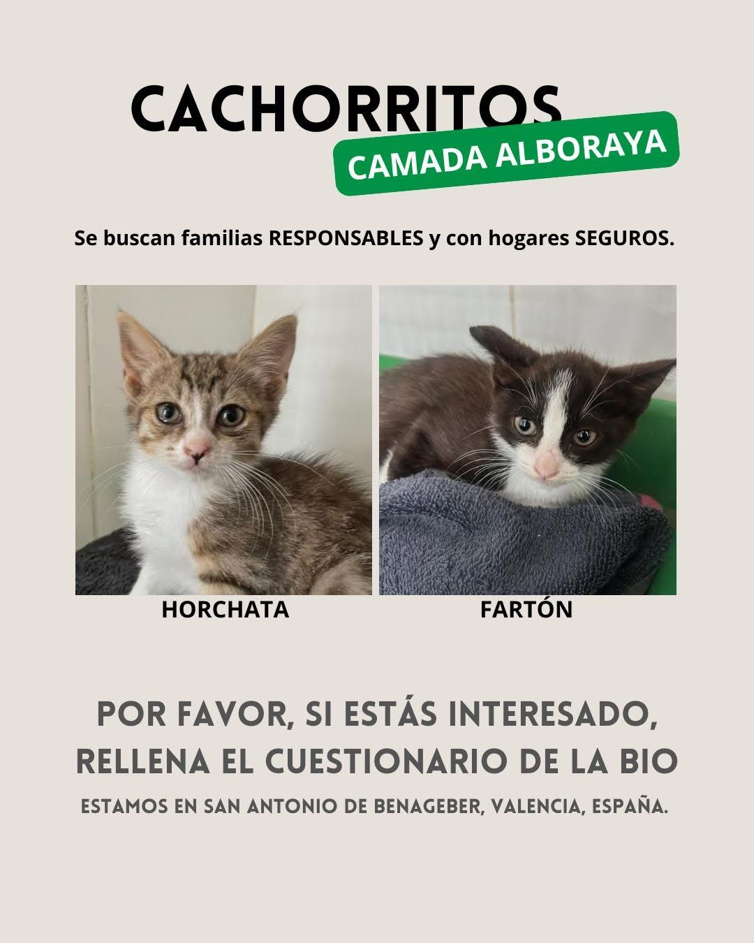 2 animalitos (4/6)