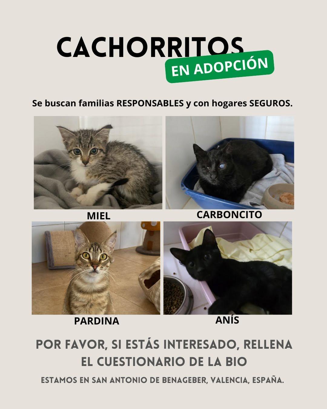 2 animalitos (5/6)